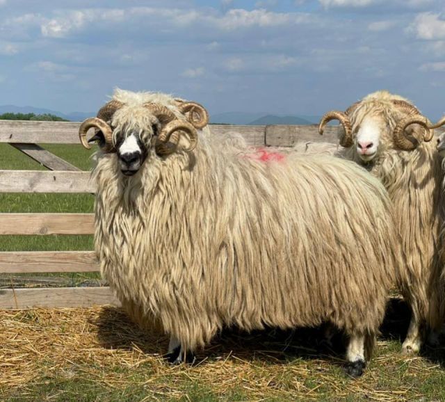 Oi rasa turcana balana 250 ron buc