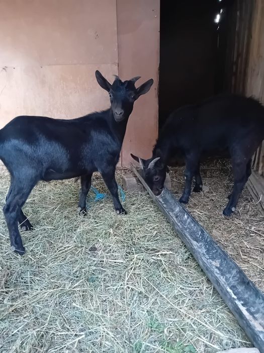 Vând Iezi din primavară!