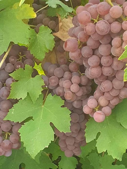 Butasi de vită de vie de anul 3