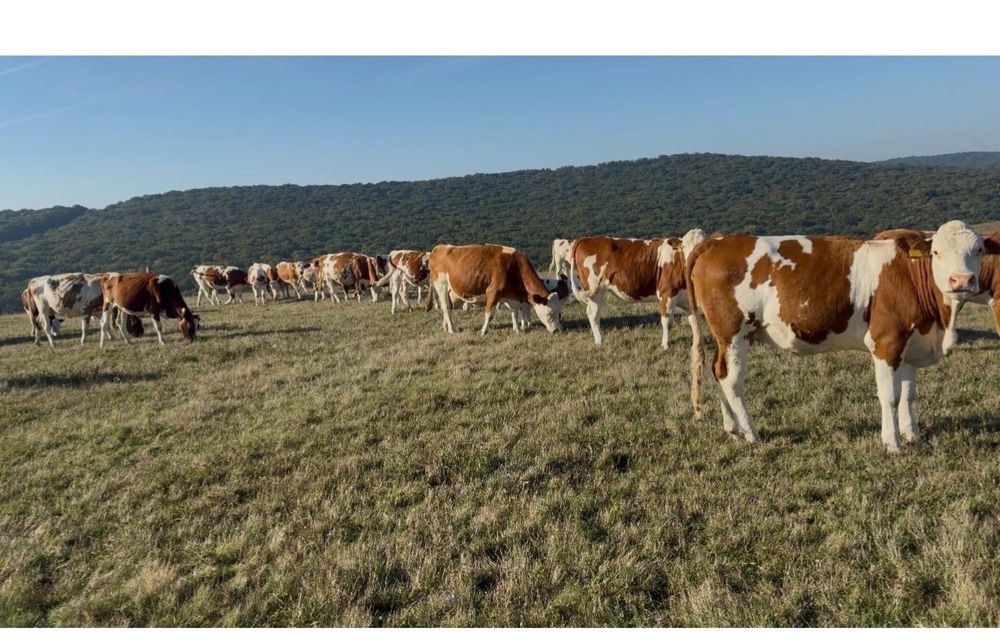 Vaci, juninci, viței