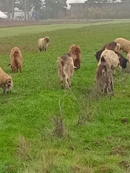 Vand 20 capre……..