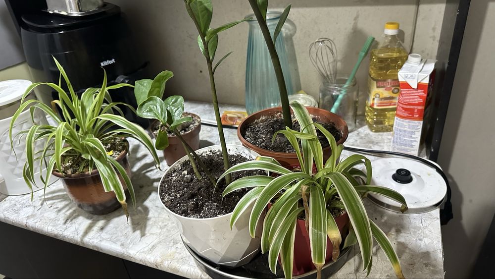 Комнатные растения