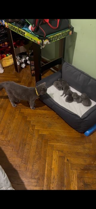 Готовятся к продаже