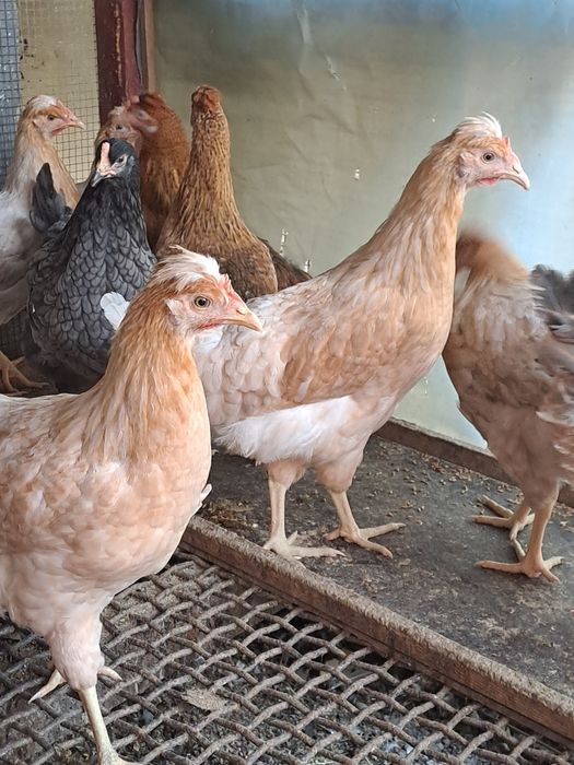 Puicute de casa de vanzare