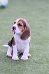 Beagle tricolor mascult