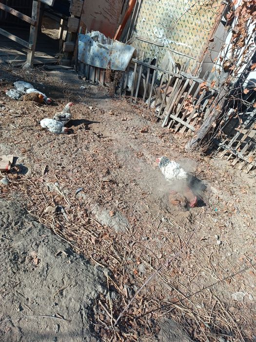 Тауық сатамын адлер кучен