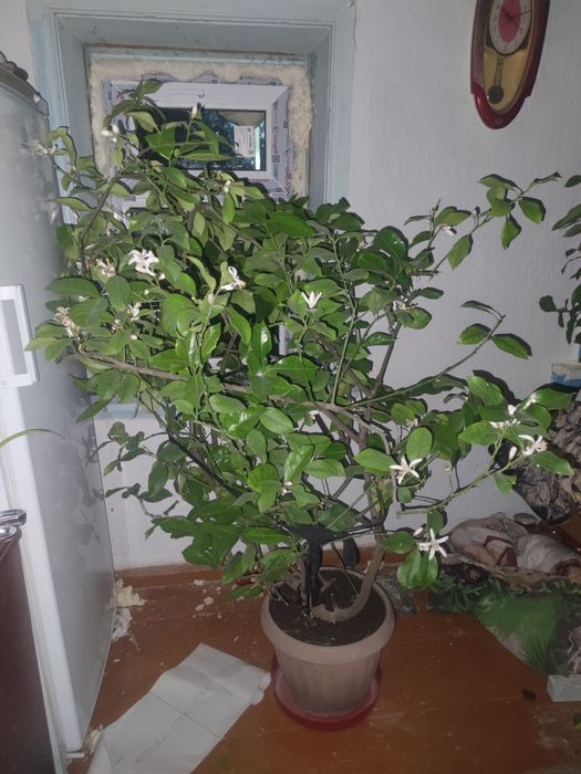 Продам лимонное дерево 200000тг.