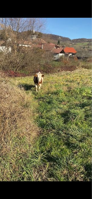 Vand vtea un an si sase luni