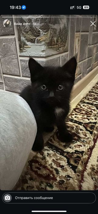 Отдам котят в хорошие руки