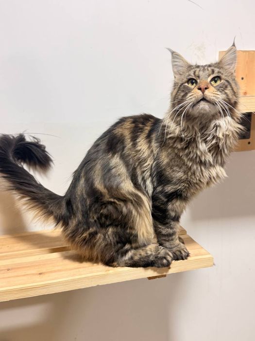 parodniy soglom mushuklar