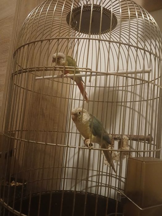 Cusca papagali model deosebit adusă din Franța