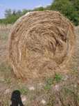 Vând baloți de fân 160/120