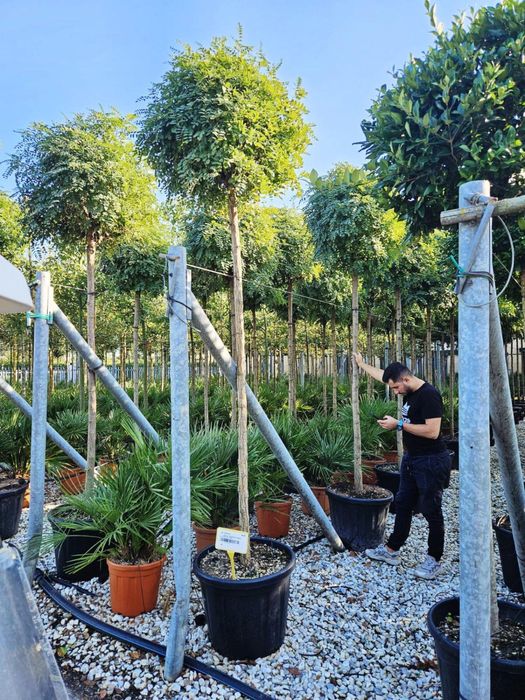 Mesteacan Artar Castan Salbatic Artar Norvegian Fag Arbore de fier etc