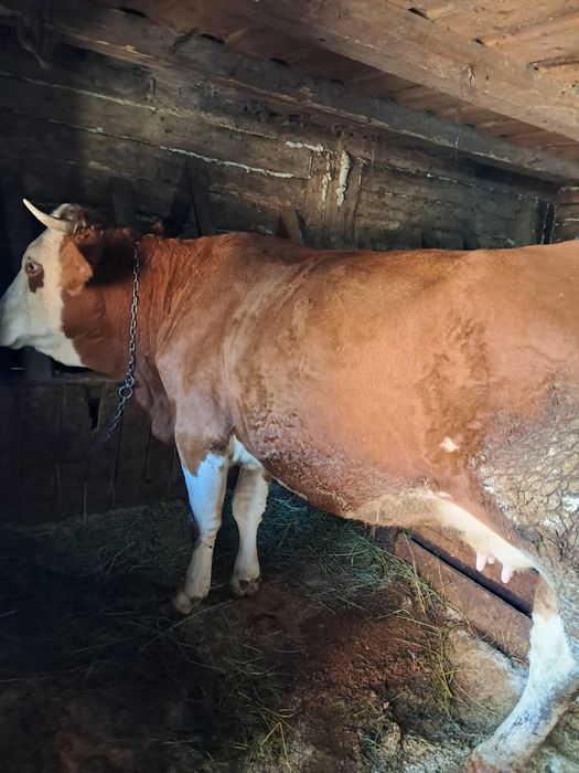 Vand o junica la prima fatare cu vitel de 5 saptamani