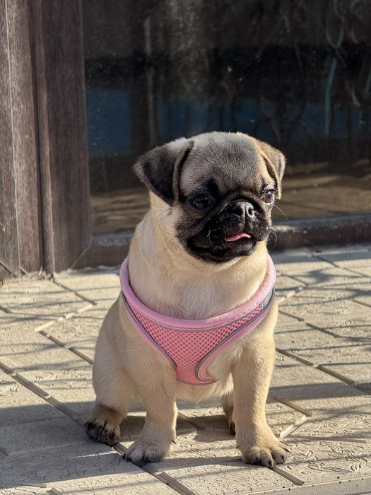 Продается мопс-девочка