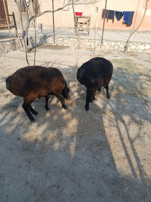 Ку́йлар сотилади