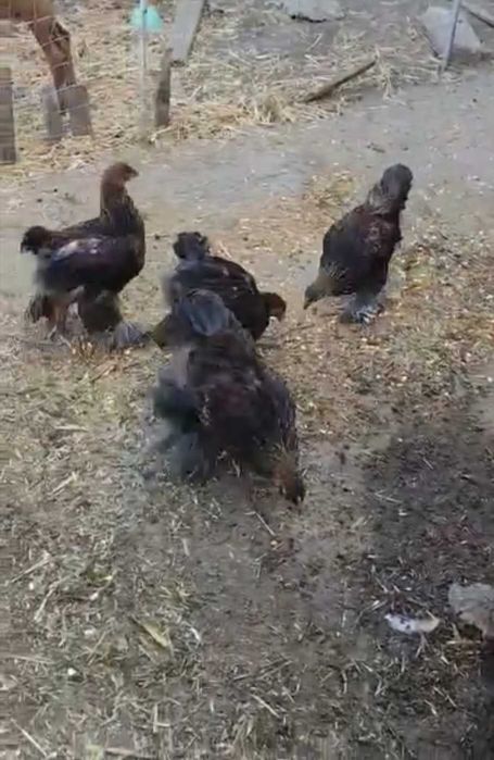 Vând păsări Brahma în Arad