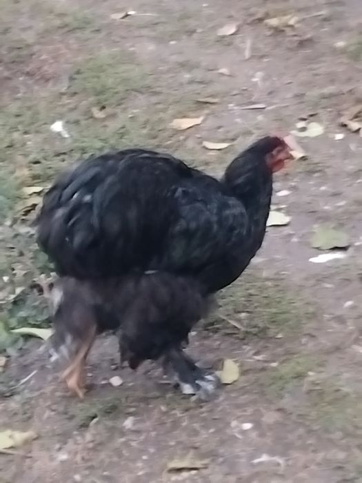 Tineret cochinchina între 5 și 6 luni