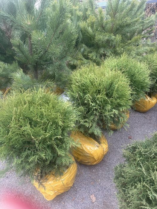 Туя Туя смарагд. Туя смарагд. Туя Смарагд. Туя Смарагд Туя.