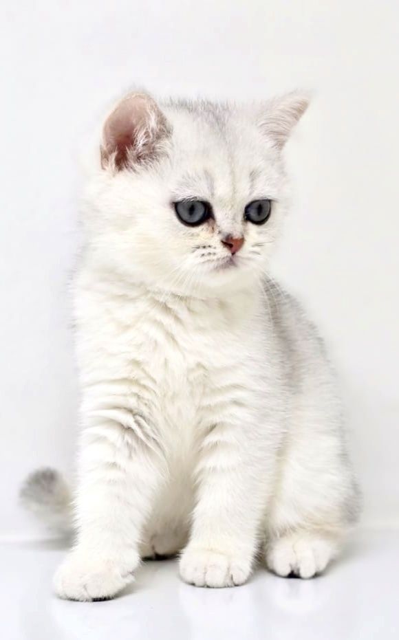 Котята Британские шиншиллы