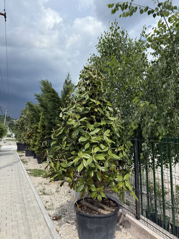 Vand plante ornamentale calitate extra