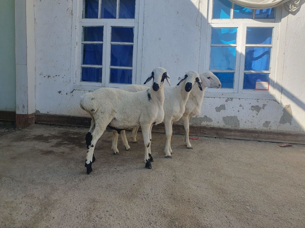 3ta qoraquloq sifat qo'chqorla sotiladi Shofirkonda