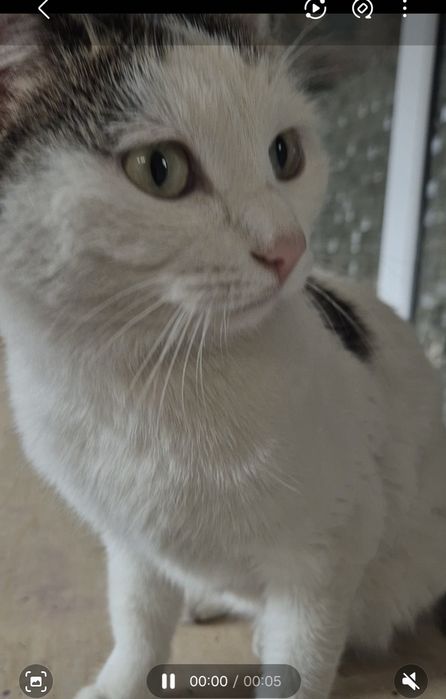 Кошечка мечтает жить дома!