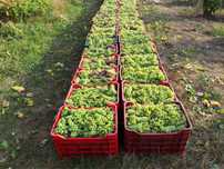 Struguri de vin Producator