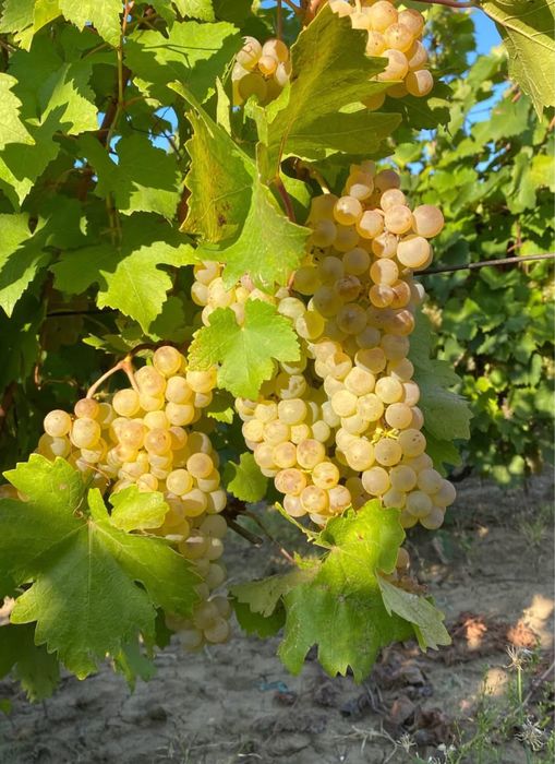 Struguri de vin