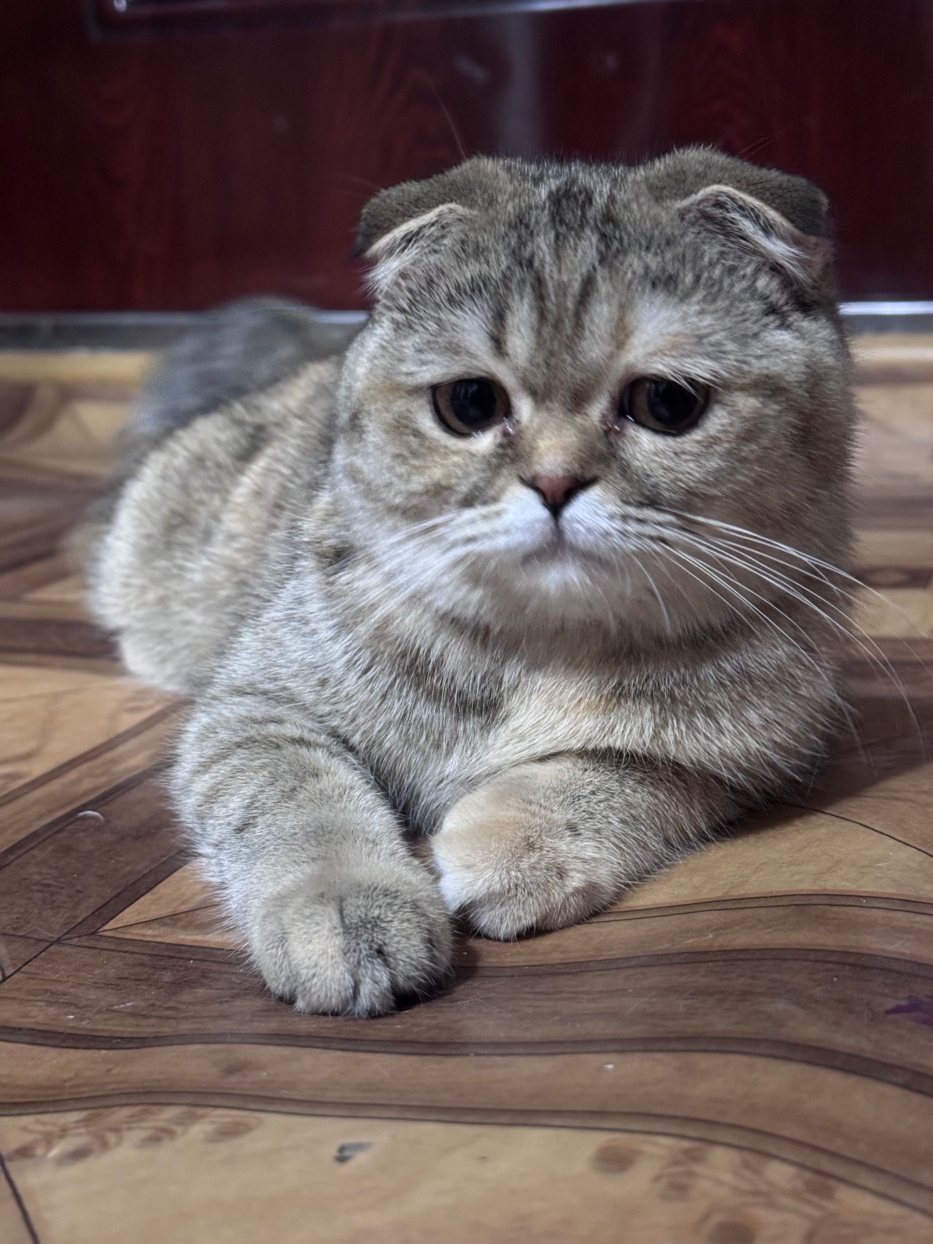 Скотиш фолд (шотландская вислоухая кошка). SAMARQAND