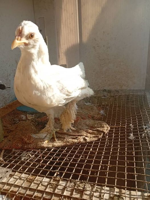 Продам японок  8-9 штук 1 из них чайник .