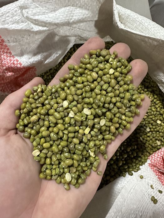 Маш, Узбекистан оптом