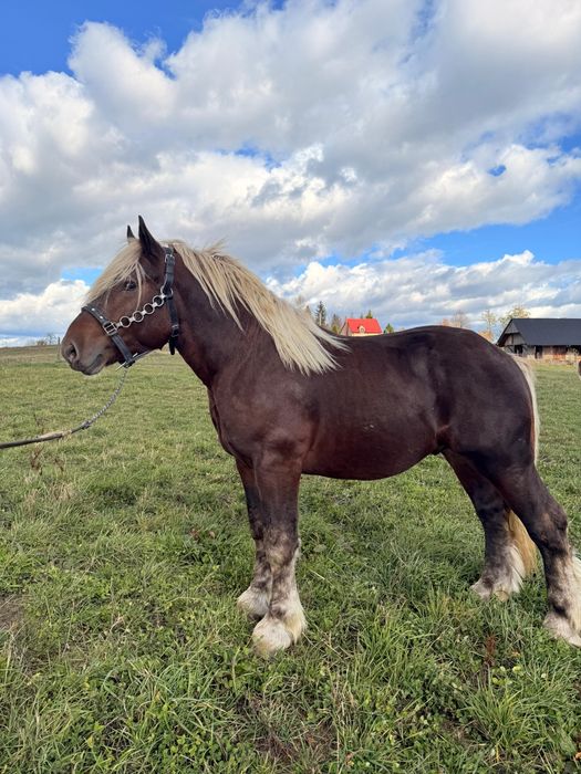 Armasar Comtois  2 ani jumate adus din Franta