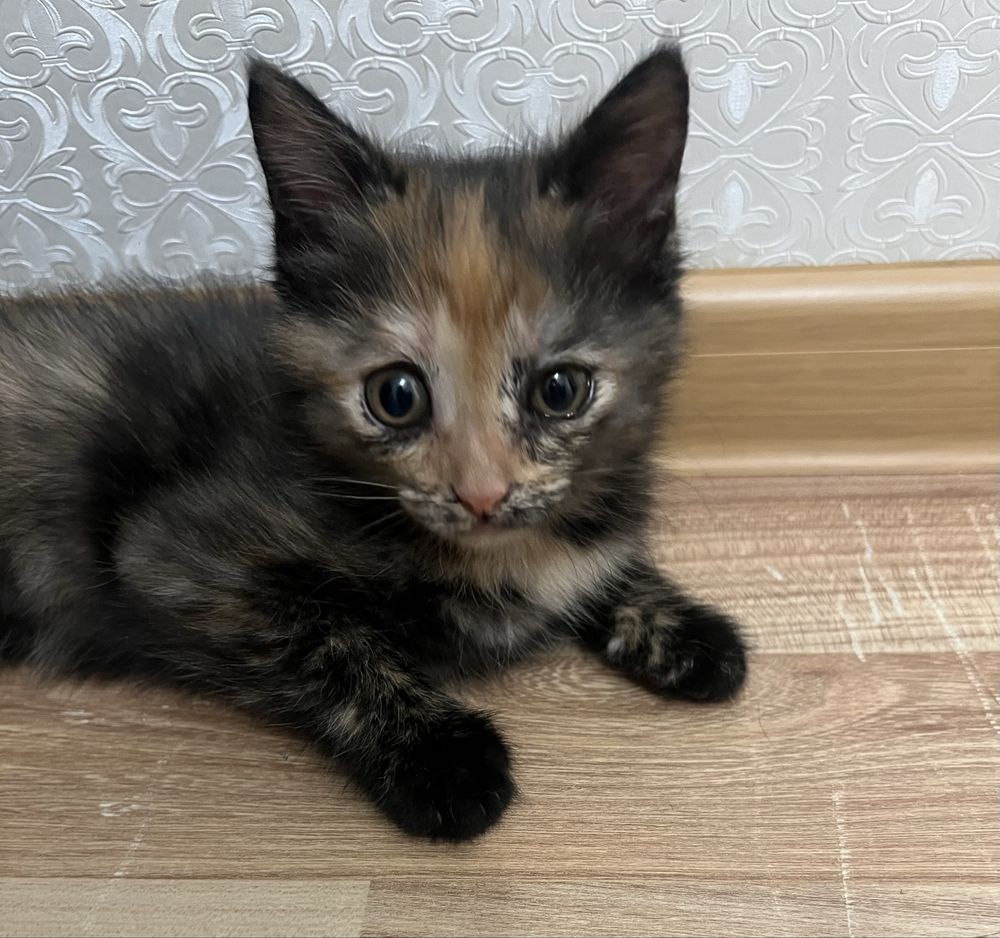 Котята в хорошую семью