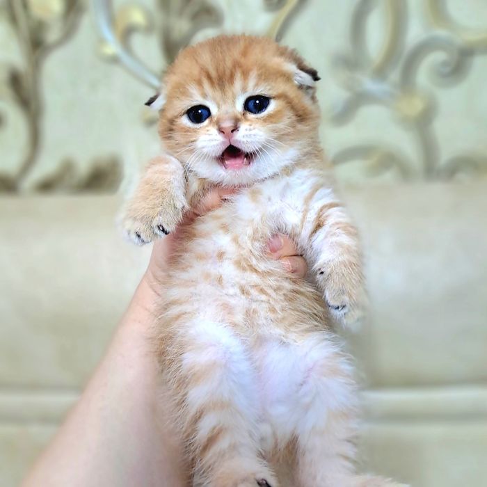 Котёнок от правильной вязки