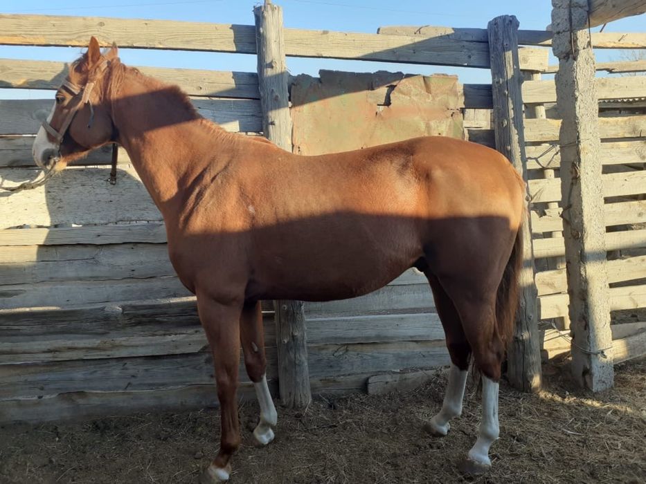 Айғыр сатылааддд