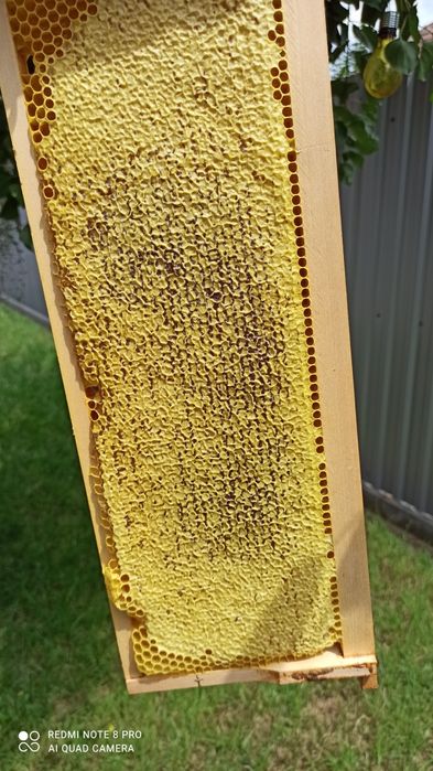 MIERE producție proprie