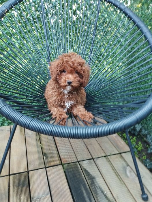 Мини Пудел Той Пудел.