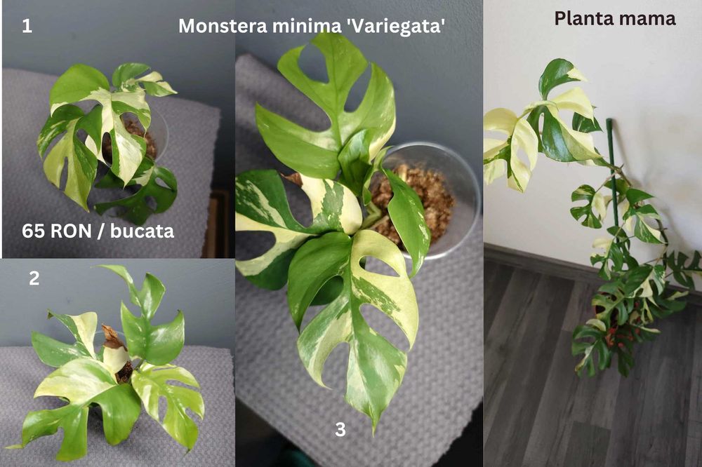 Plante de apartament