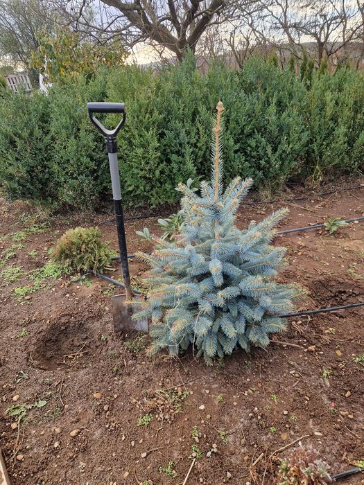 BRAD (Molid argintiu) producție proprie