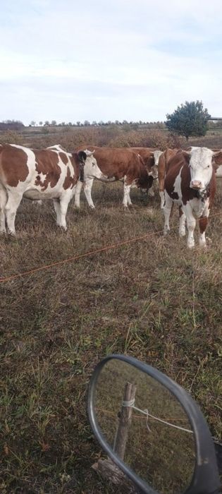 Vând vaci bune d lapte tanere