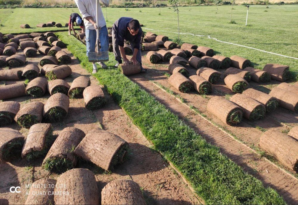 Рулоные газони от производителя
