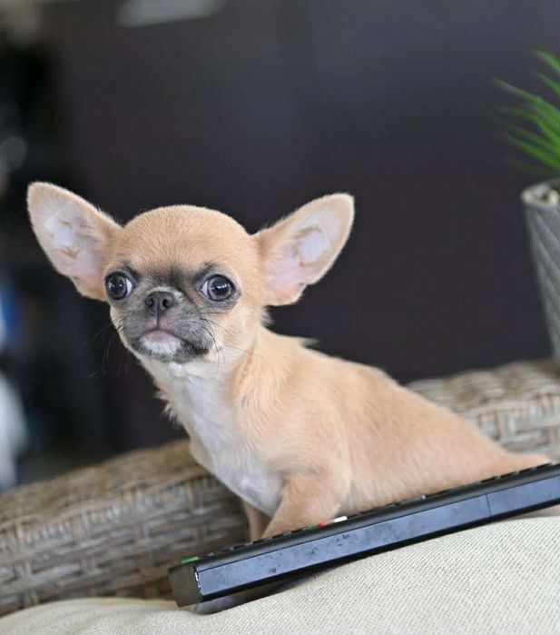 Мъжко миниатюрно чихуахуа лилав фаун