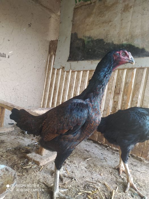 Dakan tovuqla sotiladi