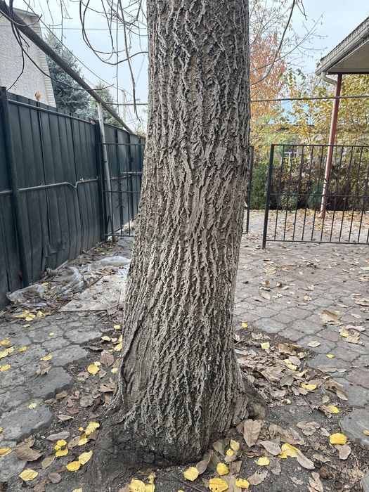 Грецкий орех отдаю бесплатно