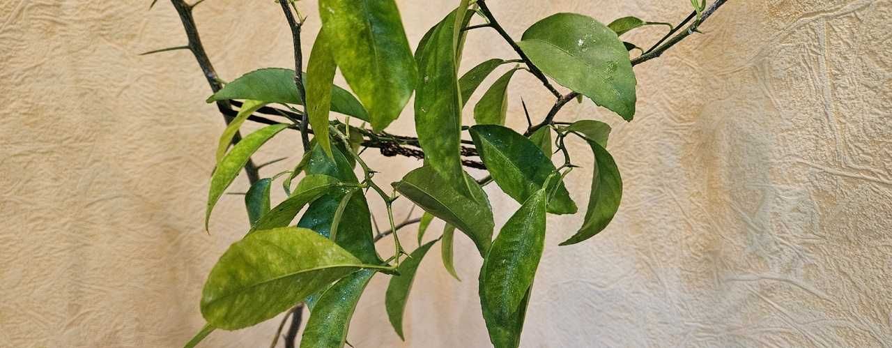 Комнатное растение дерево лимон