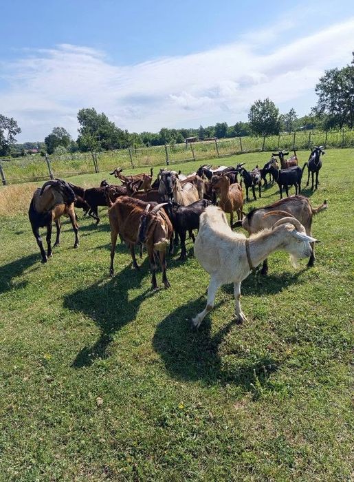 Dau la schimb 12 capre 8 iediti si un tap anglo original pe un tactor