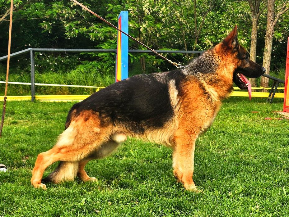 Mascul Ciobanesc german cu pedigree