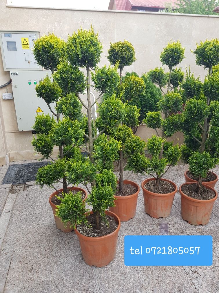 Tuia smarald pom pon magnoli brazi cedru palmier buxus/gazon rulou etc