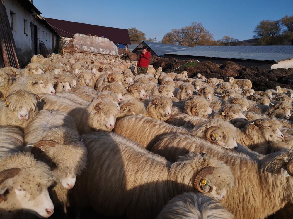 De vînzare 350 oi și 7 berbeci